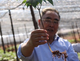 三七是做的最大、研究最好最深的中藥大品種