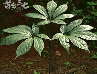 三七與土三七的區(qū)別，土三七含有毒性