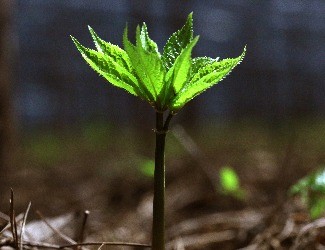 歷史上導(dǎo)致三七價(jià)格暴跌的罪魁禍?zhǔn)椎降资钦l(shuí)？（一）